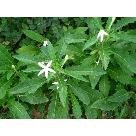 Protin ini membantu dalam penghasilan sel dan tisu baru dalam badan. Bunga Korejat Obat Katarak Dan Mata Minus Shopee Indonesia