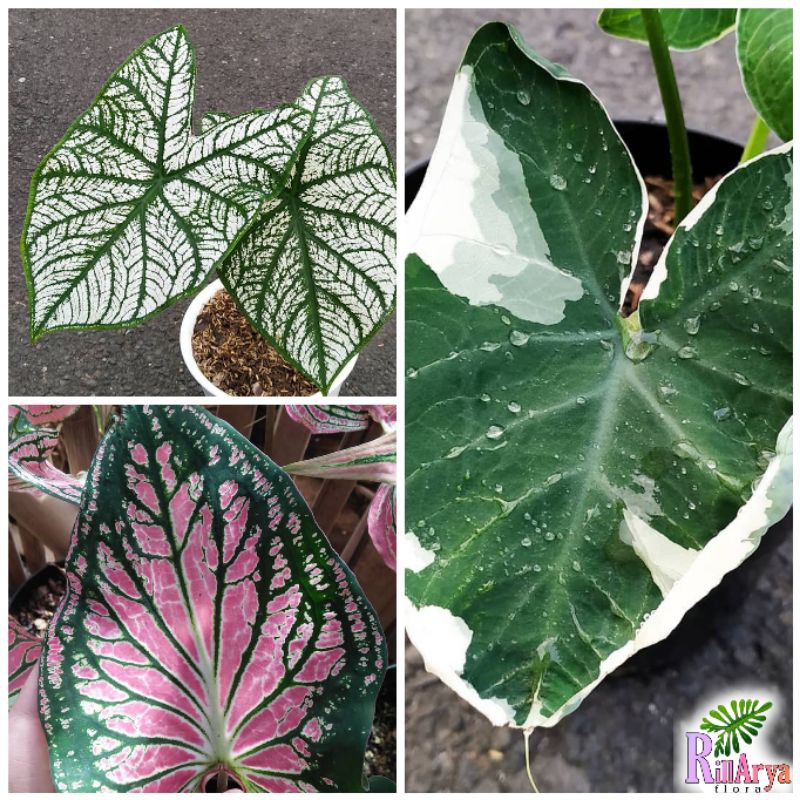 PAKET 3 JENIS KELADI ( Keladi Putih, Keladi Wayang, Keladi Tikus Variegata  ) | Shopee Indonesia