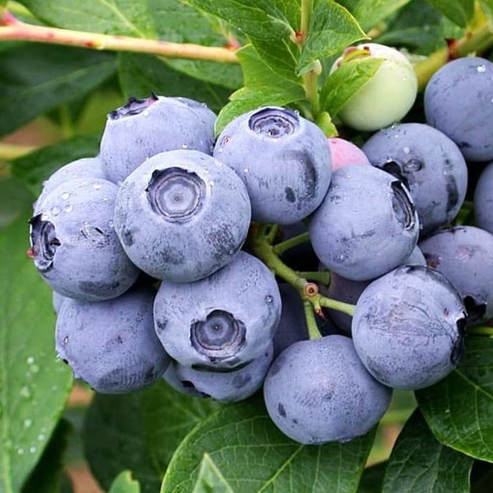 f!xx Bibit Benih Biji Buah BLUEBERRY IMPORT Vaccinium Formosum isi 25 Biji  | Shopee Indonesia