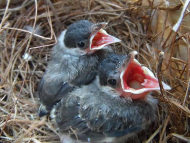 Jual Burung Kutilang Lolohan / Anakan Indonesia|Shopee Indonesia 480_X_640_jpg