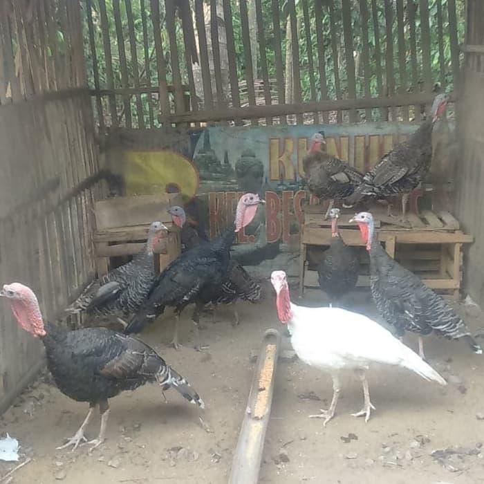 kelinci)- Ayam kalkun betina indukan ayam kalkun dewasa siap berkembangbiak  perawatan | Shopee Indonesia