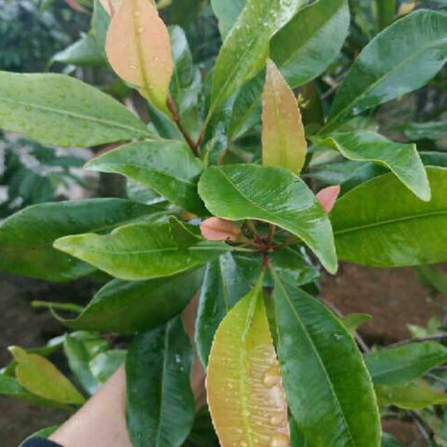 Mencegah munculnya jerawat · 3. 250gr Daun Cengkeh Segar Shopee Indonesia