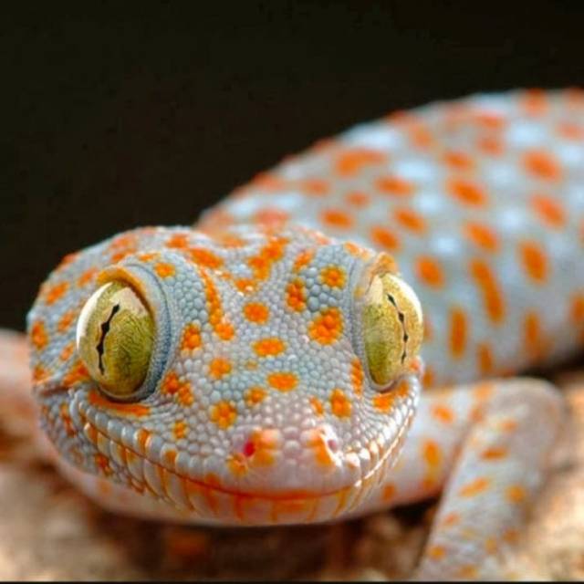 Tokek Rumah ukuran 30 cm | Shopee Indonesia