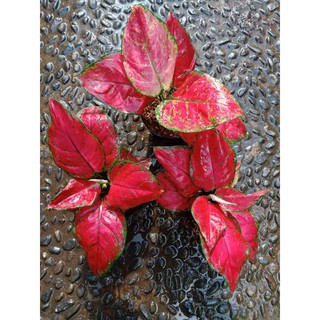 Berapa harga red sumatra dan apa manfaat red sumatra, menjadi pertanyaan yang masih hangat diperbincangkan. RED ANJAMANI ( Tanaman Hias Aglaonema / Aglonema