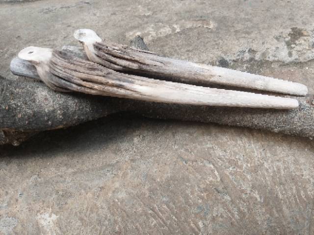 Yazid rafli akbar, anggina rafitri, dan aysa aurealya maharani berhasil mengungkap khasiat tanaman akar kayu bajakah. Pipa Rokok Bahan Kayu Telogo Sari Atau Telaga Sari Mati Ngurak Asli Alam Asal Gunung Salak Shopee Indonesia