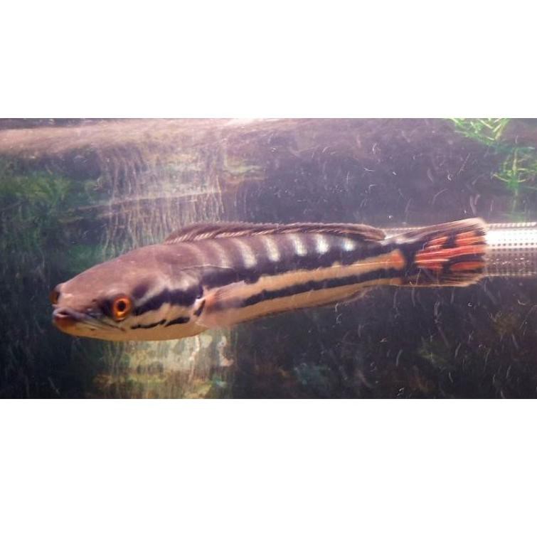 Pakan terbaik untuk ikan hias tinggi protein dan mencerahkan warna ikan anda om bossq. Harga Ikan Toman Hias 25cm Terbaru Desember 2021 Biggo Indonesia