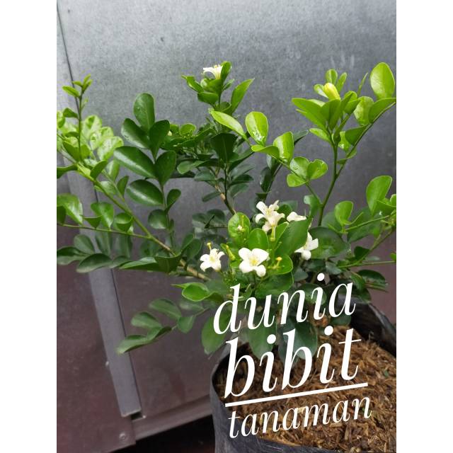 Tumbuhan yang cantik dan wangi ini, juga memiliki banyak manfaat bagi manusia, lho! Tanaman Hias Bunga Kemuning Wangi Shopee Indonesia