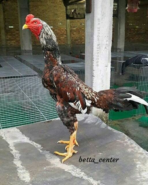 Ayam Jago Kampung Hidup Jantan Size Indukan | Shopee Indonesia