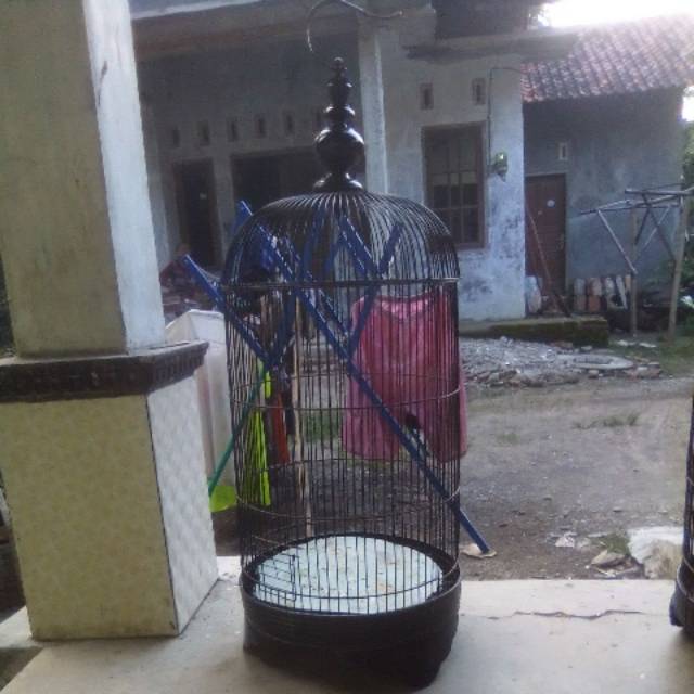 Adapun kotak sarang dari kardus lebih tepat digunakan untuk penangkaran burung yang berukuran lebih besar, seperti murai batu, kacer, anis kembang, anis merah, lovebird, dan burung. Kandang Kurunagan Bekas Burung Lovebrid Shopee Indonesia