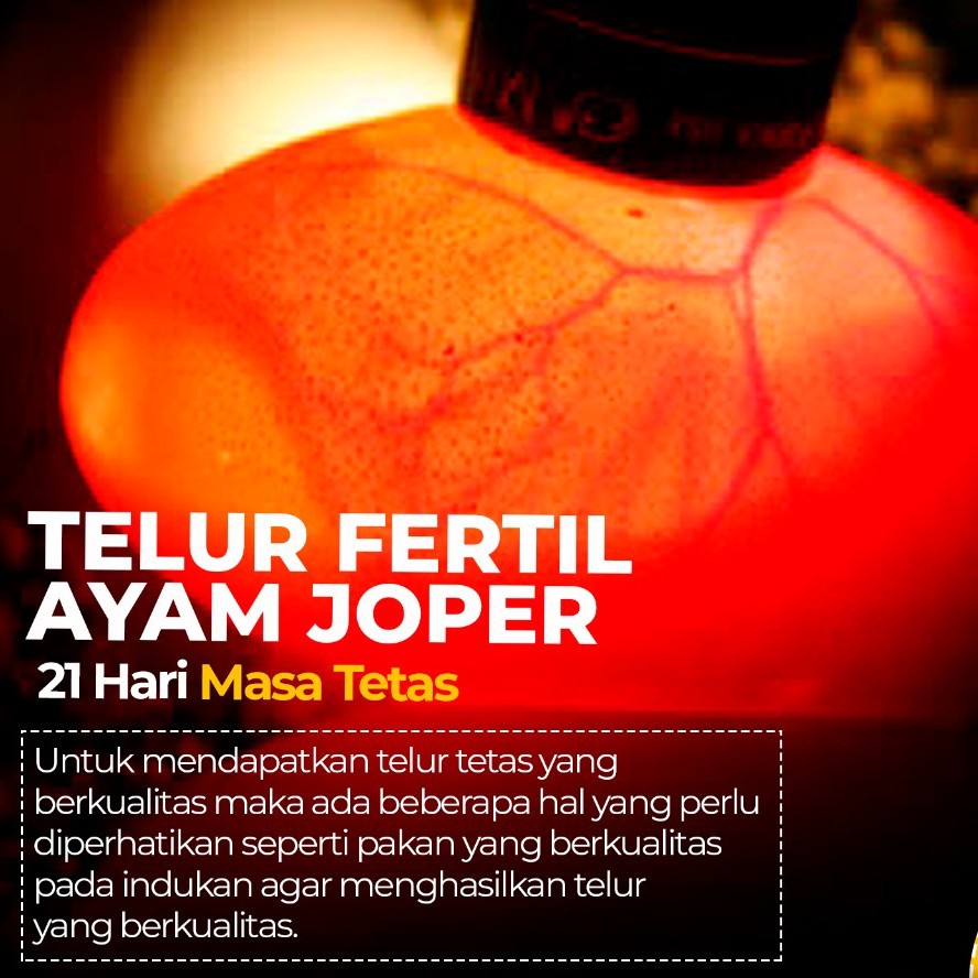 Telur fertil Joper-Telur siap oven | Shopee Indonesia