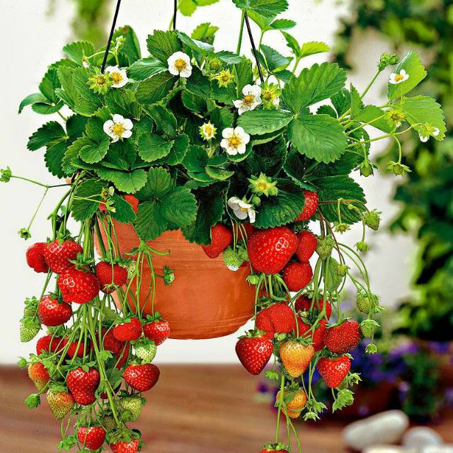 Beli tanaman hias buah berkualitas harga murah december 2021 di tokopedia! Tanaman Hias Bunga Gantung Buah Strawberry Shopee Indonesia