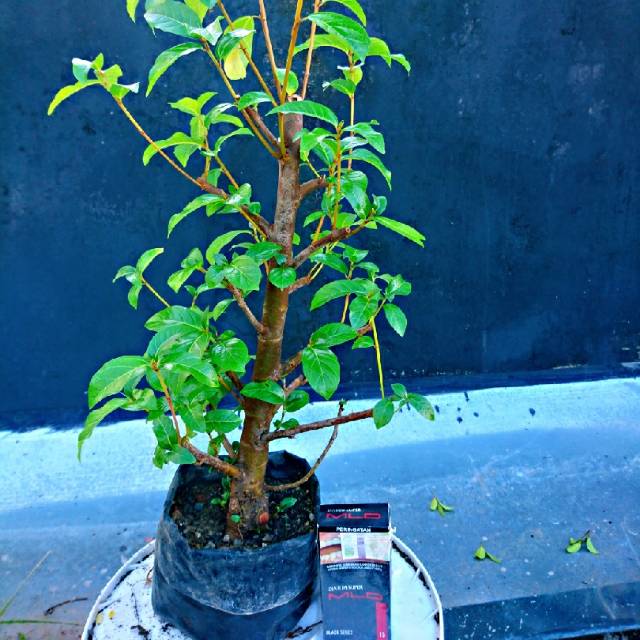 Loa merupakan salah satu pohon yang termasuk dalam kategori tanaman terbaik untuk di buat menjadi bahan bonsai. Bibit Pohon Loa Bahan Bonsai Shopee Indonesia