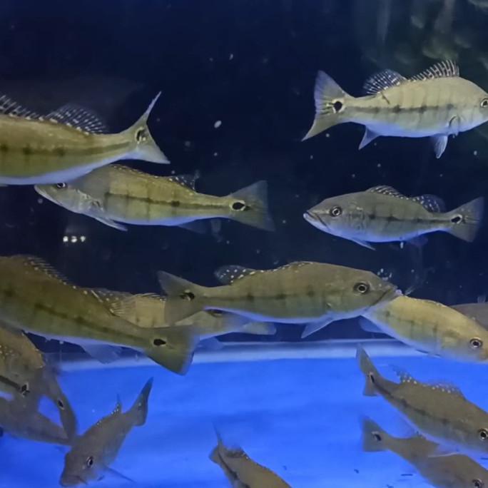 ∙ promo pengguna baru ∙ kurir instan ∙ bebas ongkir . Pbass Intermedia Pure Shopee Indonesia