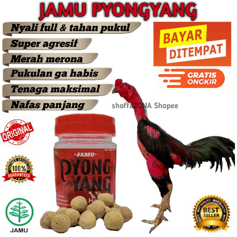 Lebih tepatnya, ayam bangkok brajamusti ini berasal dari seorang penghobi di lampung selatan. Ayam Bangkok Jogja Harga Terbaik Oktober 2021 Shopee Indonesia