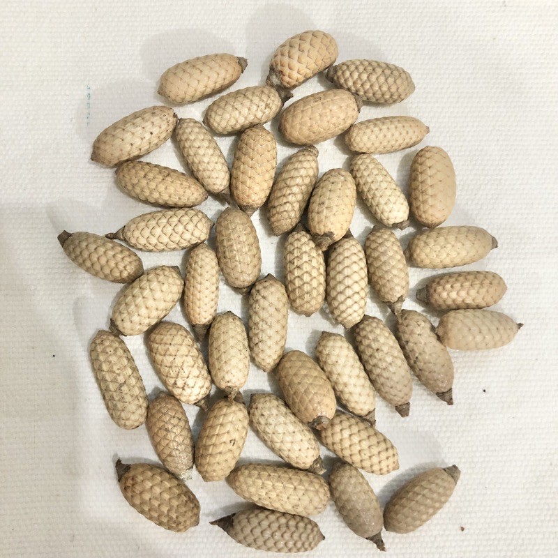 Jual Biji- Bijian, Biji Cemara, Biji Lontar Bulat Dan Lonjong, Bunga Pinus/Cemara/ Pine Cone Utk Bermain Indonesia|Shopee Indonesia 800_X_800_jpg
