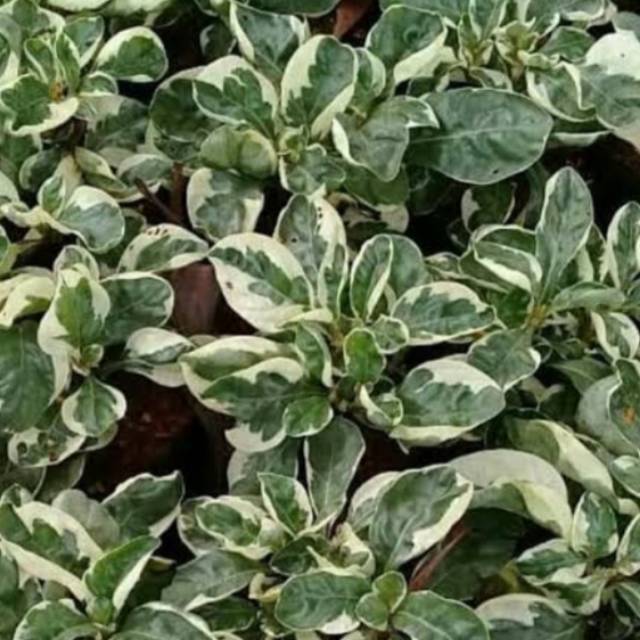 Jual Tanaman krokot corak daun hijau putih Indonesia|Shopee Indonesia