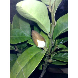 305 sandoricum koetjape (burm f.) merr. Buy Anak Pokok Durian Belanda Seetracker Malaysia