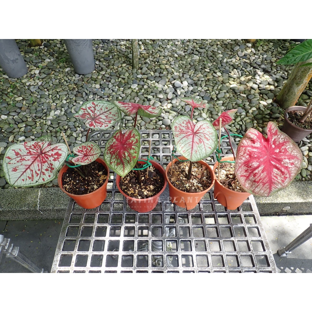A bed of different caladiums set flush into a concrete patio, some with small pink. Caladium Tootsie Keladi Tootsi Caladium Mueng Mai Indoor Outdoor Plant Shopee Malaysia