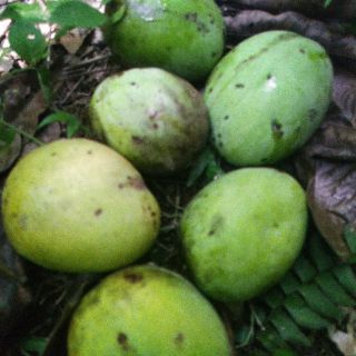 Pokok Buah Keranji 5 Khasiat Kranji Si Buah Asam Anti Kolesterol Coba Konsumsi Yuk Nanti Badan Kau Orang Berbau Karmaharding