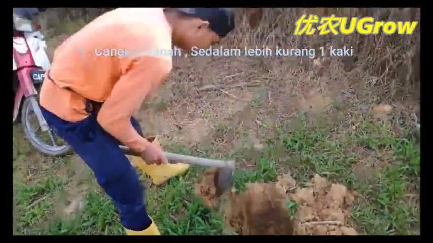 Oleh karena itu, kamu pun bisa mencoba obat sakit gigi . Buy Pokok Besar Duri Hitam É»åºå¤§æ è Sapling Durian Black Thorn 4 5 5 0 Kaki Å°º Seetracker Malaysia