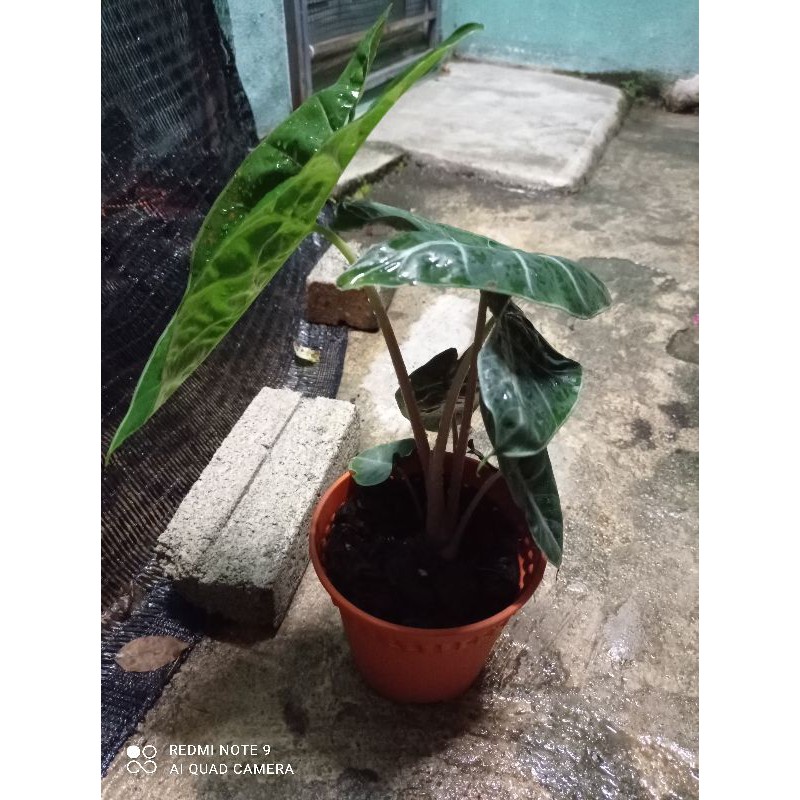 Cek harga online tanaman hias magic ✓ dengan diskon dan promo terbaik! Buy Alocasia Pink Dragon Seetracker Malaysia