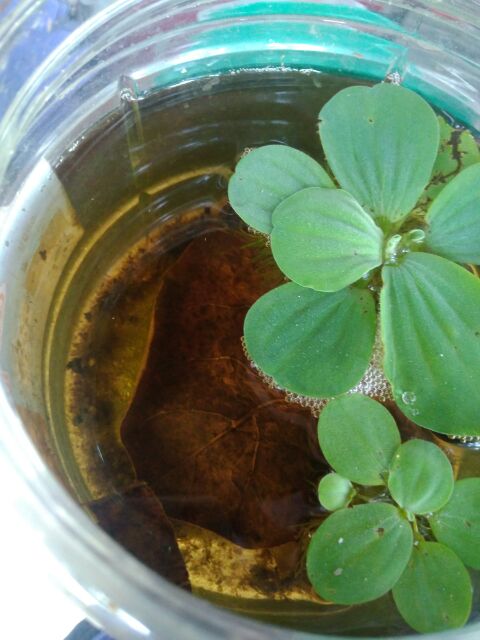 Pokok ketapang berasal dari asia tenggara dan biasanya ditemui hidup secara liar di tepi pantai berpasir. Daun Ketapang Daun Ketapan Air Ikan Penawar Ikan Laga Molly Guppy Ikan Peliharan Indian Almond Leaf Shopee Malaysia