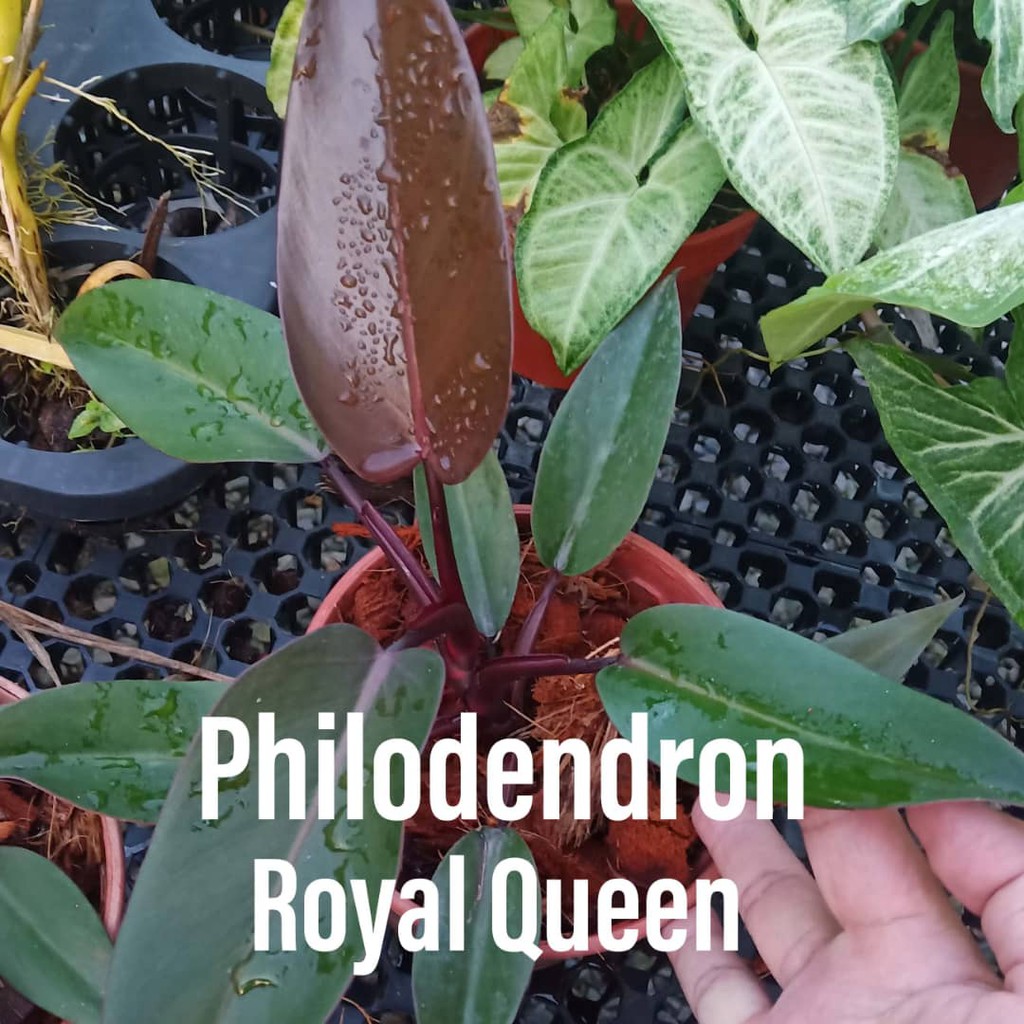 These are the royal family birthdays you need to know. Exotic Plant Philodendron Royal Queen Shopee Malaysia