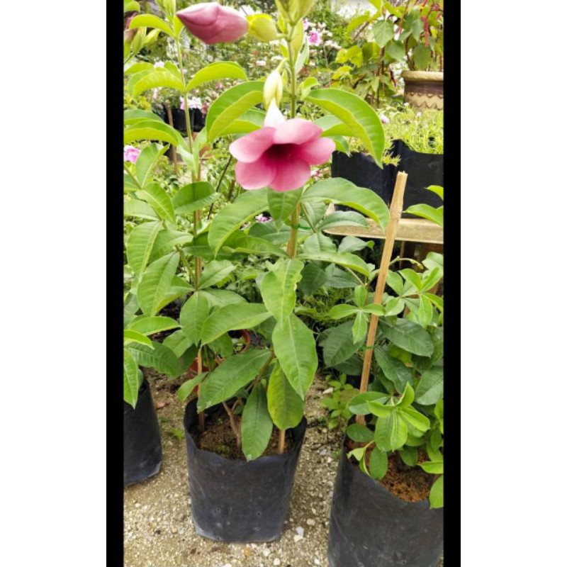 Sedangkan daunnya memiliki permukaan kasar dengan ujung yang lancip. Buy Pokok Alamanda Tinggi 3 Kaki Terbaik Ada Kuning Dengan Pink Seetracker Malaysia