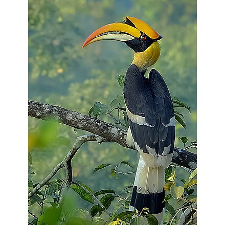 Gambar Burung Kenyalang / The Rhinoceros Hornbill Buceros Rhinoceros Is