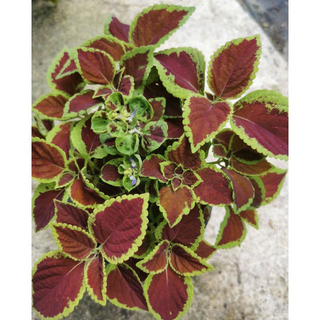 Tumbuhan ini adalah jenis tumbuhan yang mempunyai batang dan berdaun lembut. Coleus å½©å¶è Pokok Ati Ati Garden Outdoor Plant Shopee Malaysia