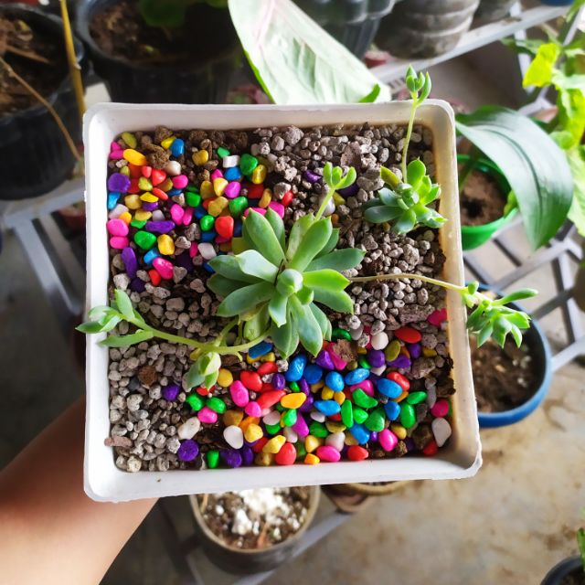 When caring for your succulent dish gardens, make sure to bring them indoors during the winter. Plastic Dish Pot For Succulents And Cactus Dish Garden Shopee Philippines