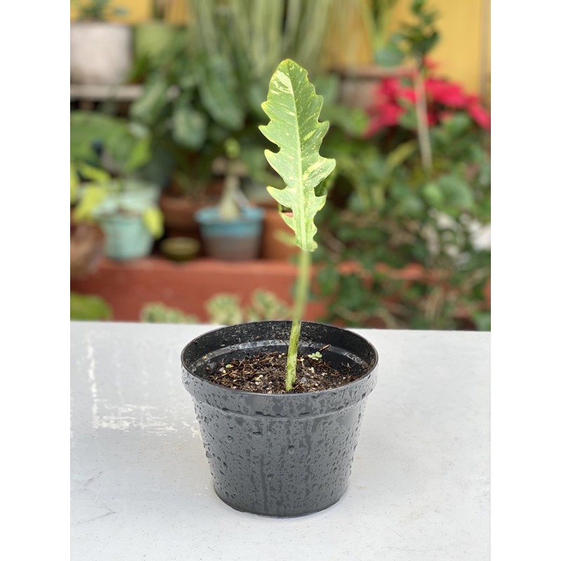 This plant is created from tissue culture, it is sold as a baby plant. Variegated Ring Of Fire Shopee Philippines