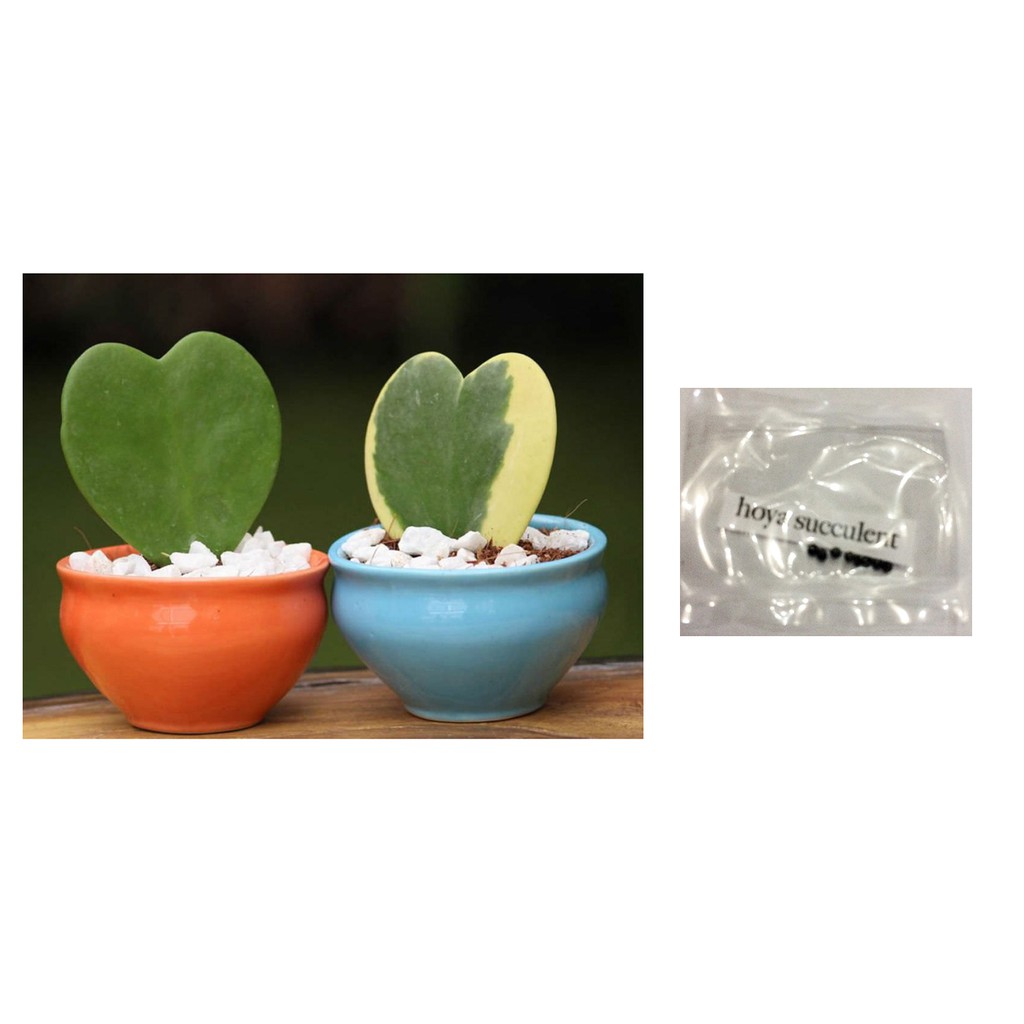 Welcome to my working with hoya seeds page. Sweetheart Hoya Kerrii Succulent Lithops Cactus Seeds Shopee Philippines