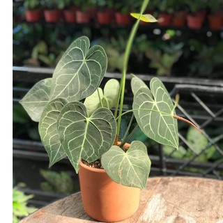 Try adding chia, hemp, and more to your meals for extra crunch, flavor, and nutrition. Anthurium Clarinervium Pure Shopee Philippines