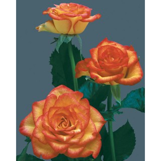 Plant the rose bush seeds approximately ¼ inch (6 mm.) deep in a seed planting mix in seedling trays or your own planting trays. 100 Seeds Pack Bonsai Rose Flower Seeds Multi Color Flower For Home Shopee Philippines