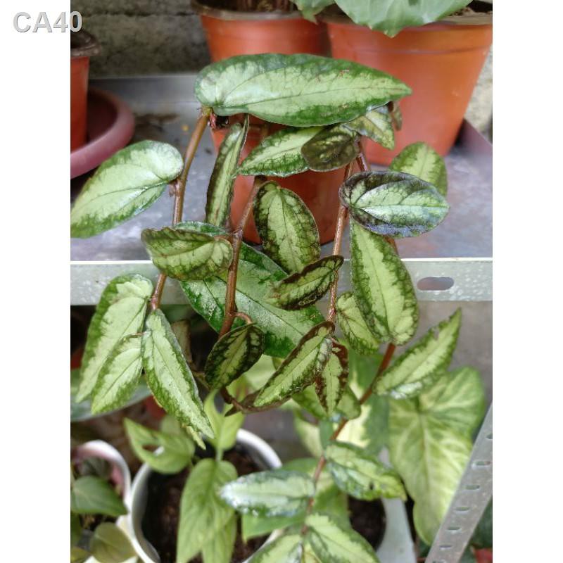 Pellionia repens care involves regular watering and frequent misting. Self Water Trailing Watermelon Begonia Shopee Philippines