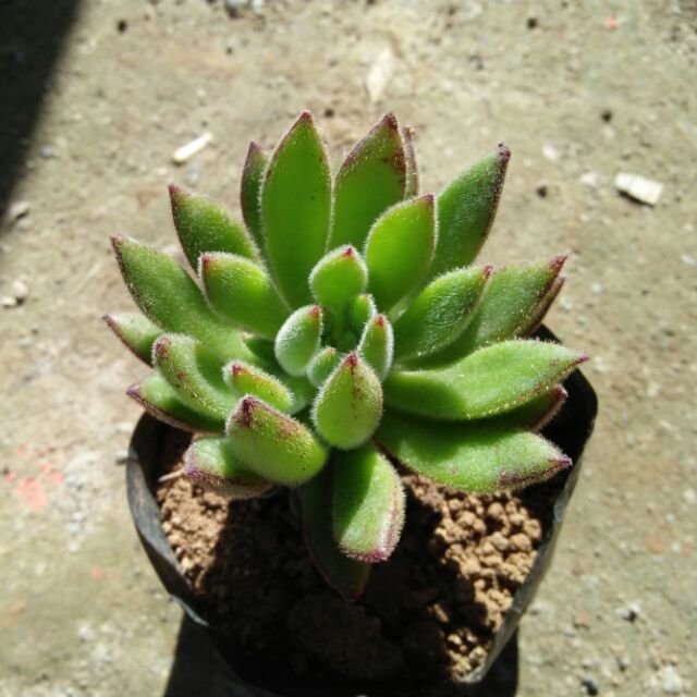 A form of a naturally occurring echeveria species from oaxaca, mexico. Succulent Red Chenille 15pcs For P320 Po Shopee Philippines