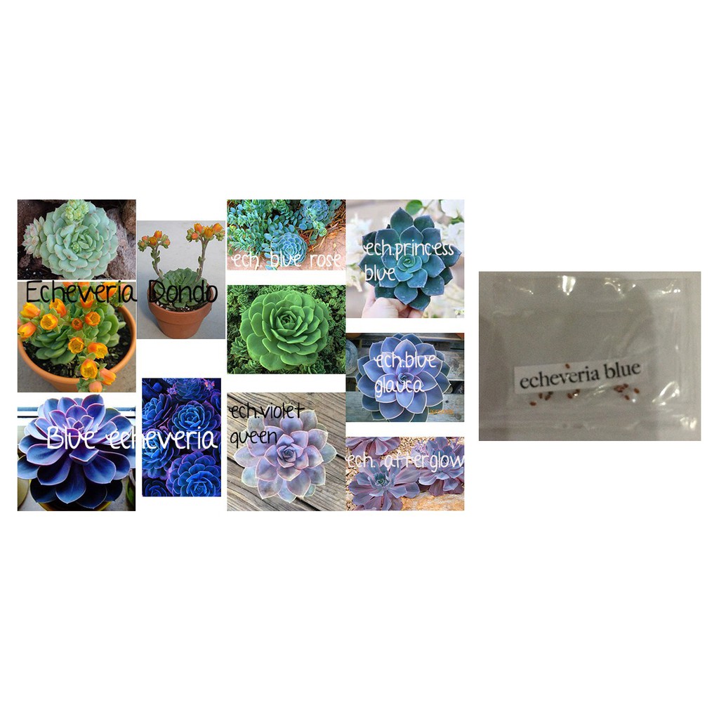 If you have roses in your yard or garden, they're likely the gorgeous focal point of your outdoor space. Rare Blue Echeveria Red Tip Rose Lithops Succulent Seeds Shopee Philippines