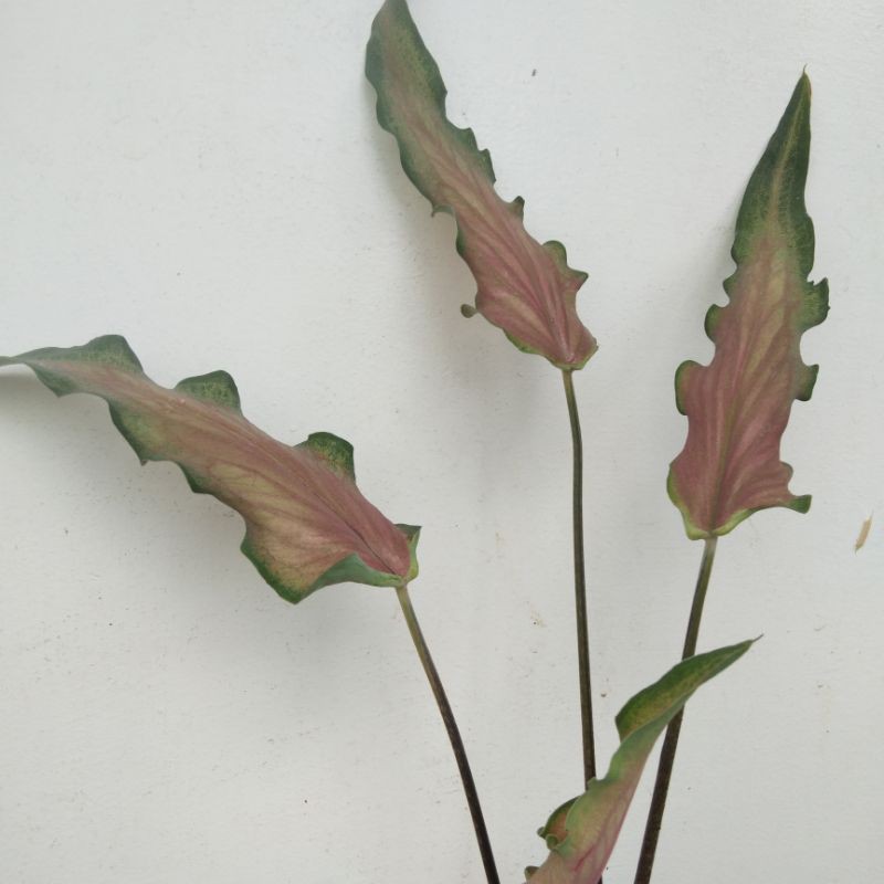 Fancy, lance, and strap ( fig. Caladium Lance Leaf Shopee Philippines