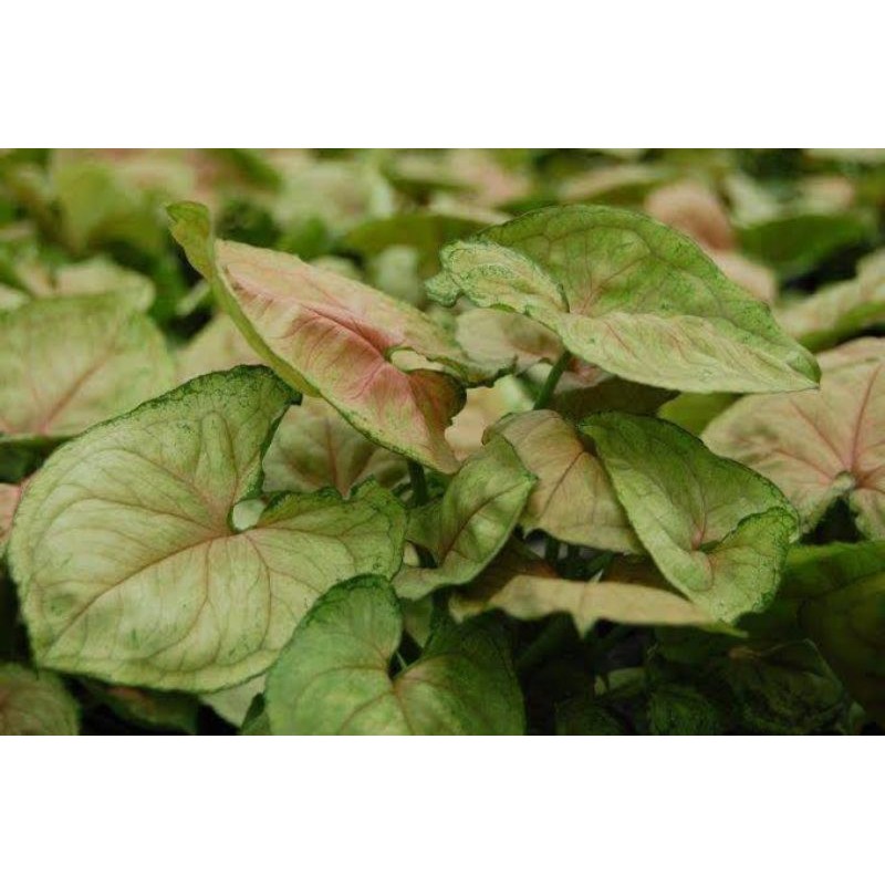 Oct 31, 2021 · choco syngonium. Pink Syngonium Mango Allusion Uproot Shopee Philippines