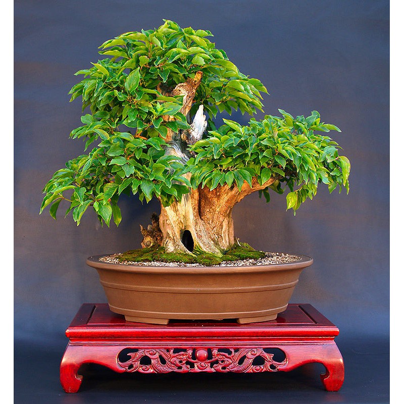 Floating air bonsai trees are now a reality. Bonsai Tree Cornus Seeds Cornus Officinalis Cornelian Cherry Dogwood Garden Decoration Tree 10p Shopee Philippines