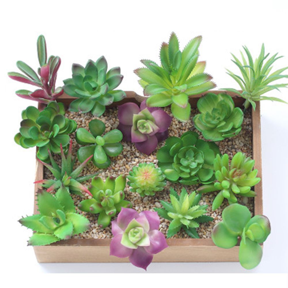 Find out whether these intimidating fish can actually smile. Suneducationgroup Com 2pcs Set Artificial Succulents Plants Grass Echeveria Desk Decor Photo Props Home Garden Dried Artificial Flowers