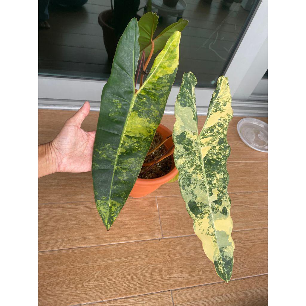 Schau dir unsere auswahl an philodendron billietiae variegated an, um die tollsten einzigartigen oder spezialgefertigten handgemachten stücke aus unseren . Philodendron Billietiae Variegated Shopee Singapore