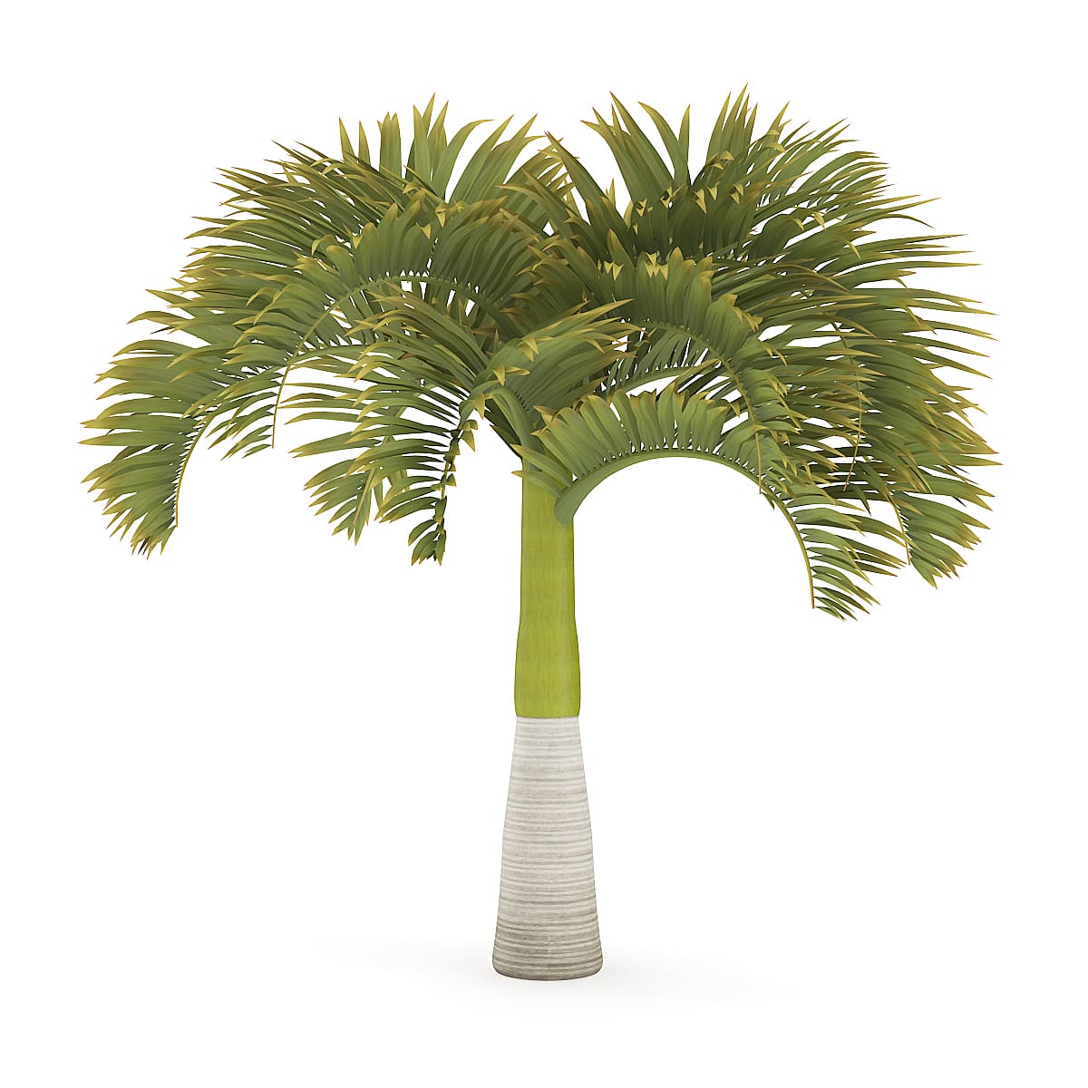 People have an innate curiosity about the natural world around them, and identifying a tree by its leaves can satisfy that curiosity. 3d Exotic Plants Ii Cgaxis Models Volume 85 Cgaxis Com