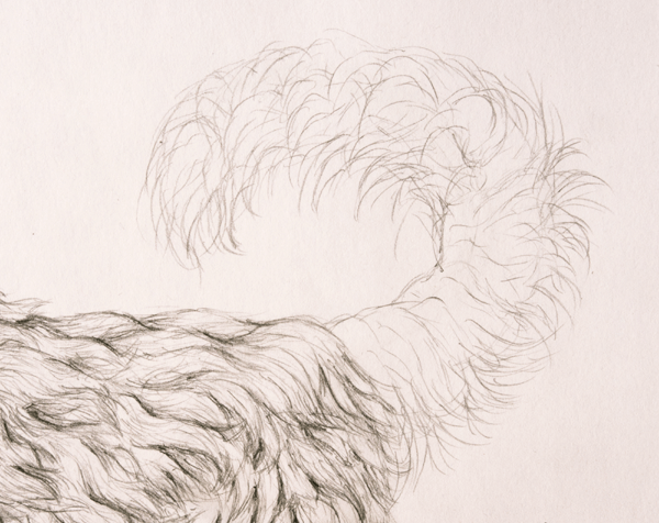 как нарисовать шкуру медведя