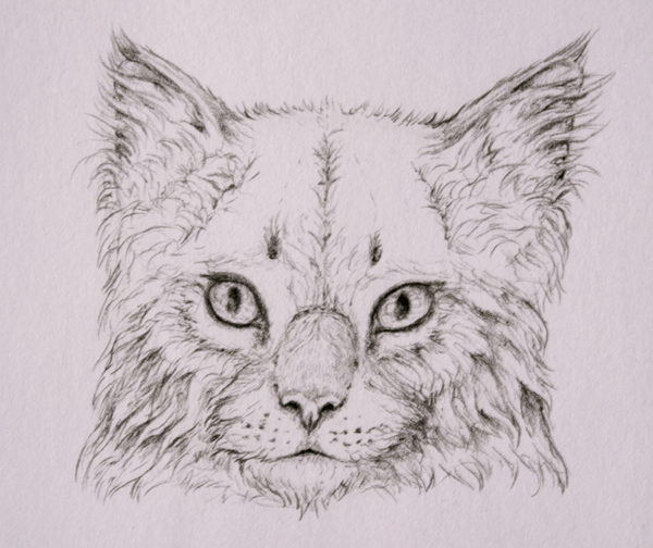 как нарисовать шкуру медведя