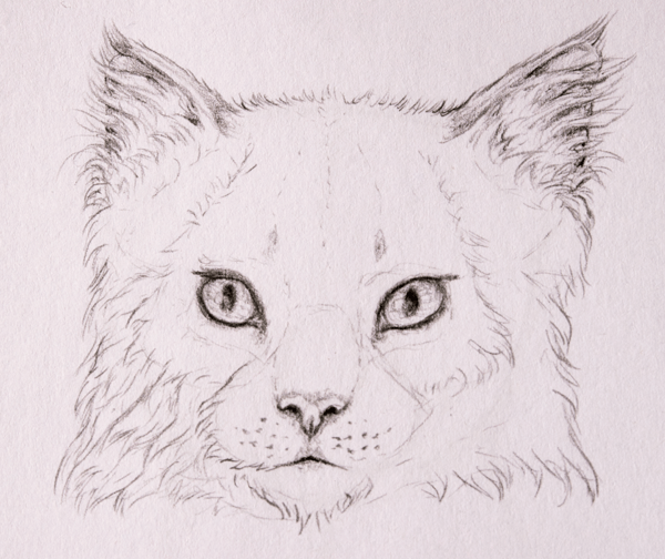 как правильно рисовать шерсть