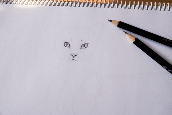 как нарисовать шерсть кошки