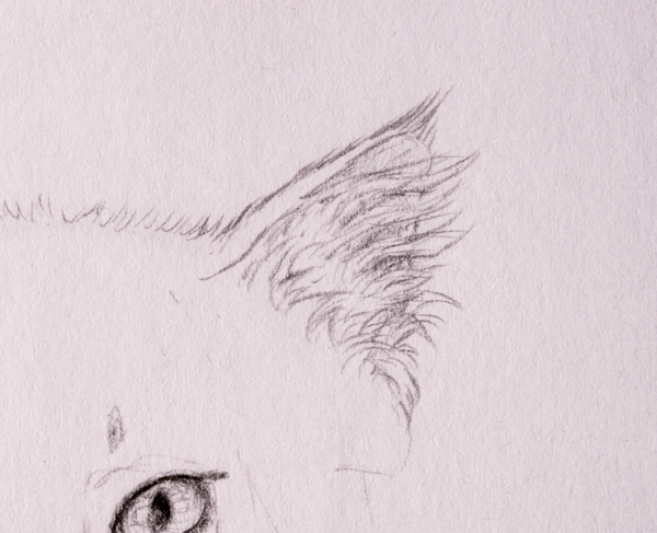 как правильно рисовать шерсть