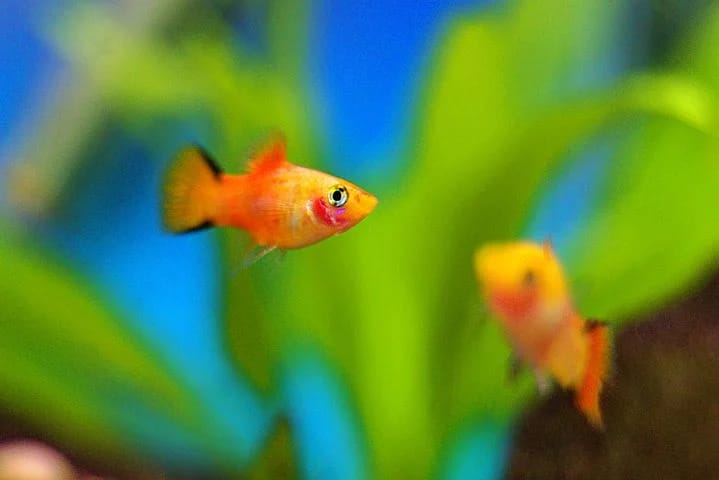 9 Jenis Ikan Hias yang Mudah Dipelihara di Rumah - Chanelmuslim.com